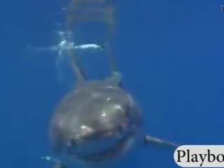Captivating hotties swam with shark in the gözenek and snowboarding